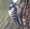 Lesser Spotted Woodpecker at Hockley Woods (Steve Arlow) (68157 bytes) Lesser Spotted Woodpecker at Hockley Woods (Steve Arlow) (68157 bytes)